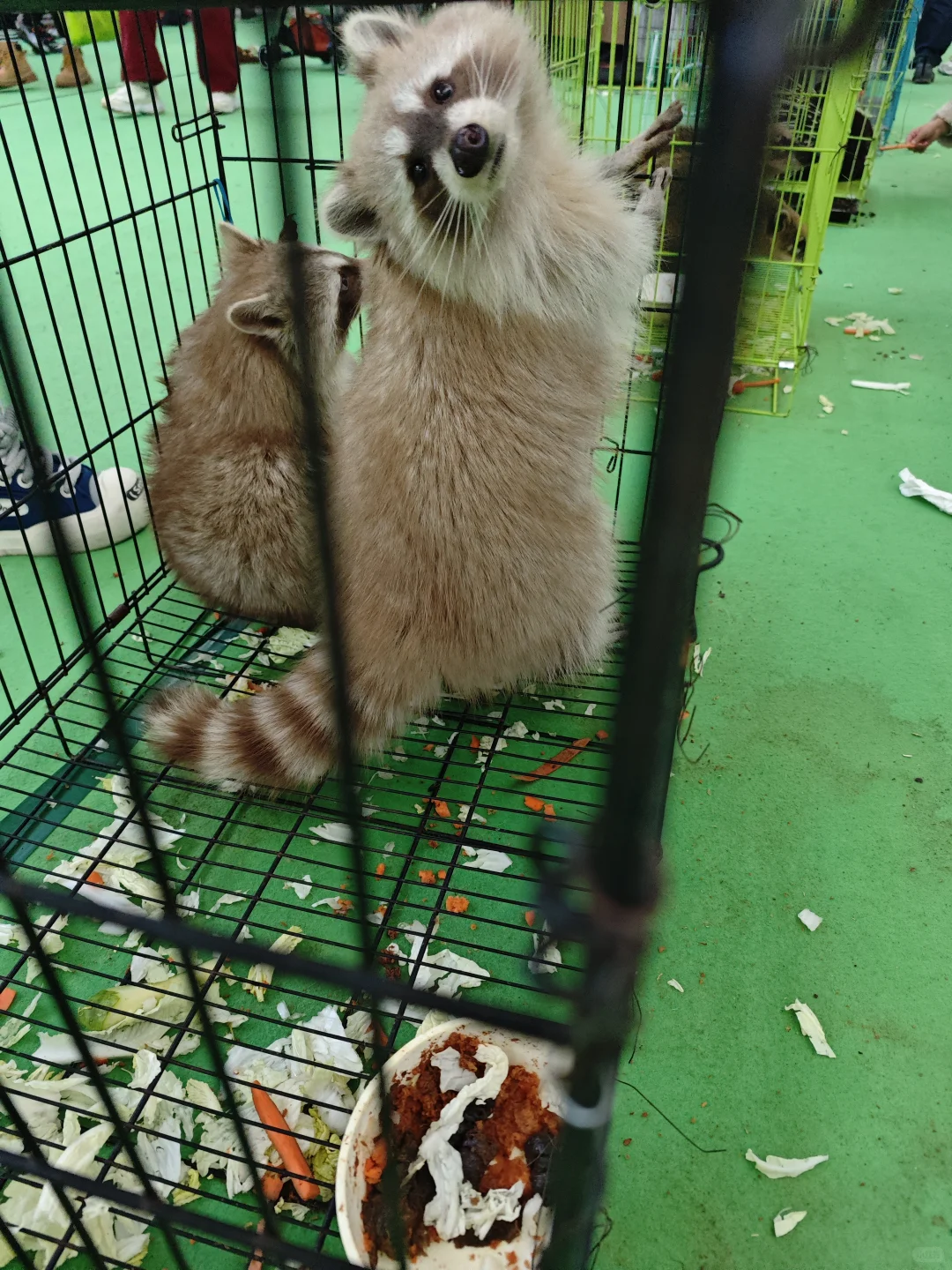 沈阳宠博展！