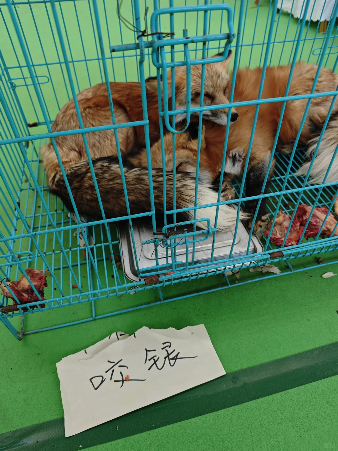 沈阳宠博展！