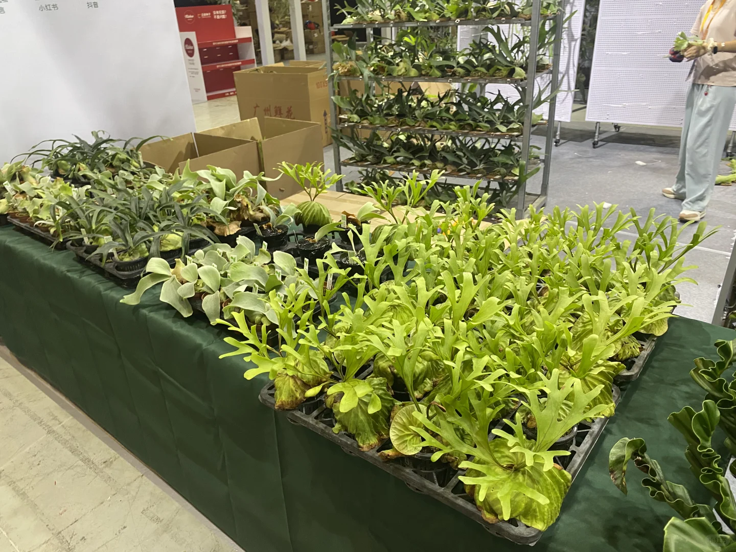 无锡热植展 一边拆箱一边买买买了