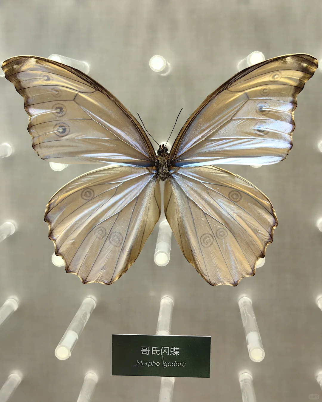 来国家自然博物馆,去看蝴蝶?
