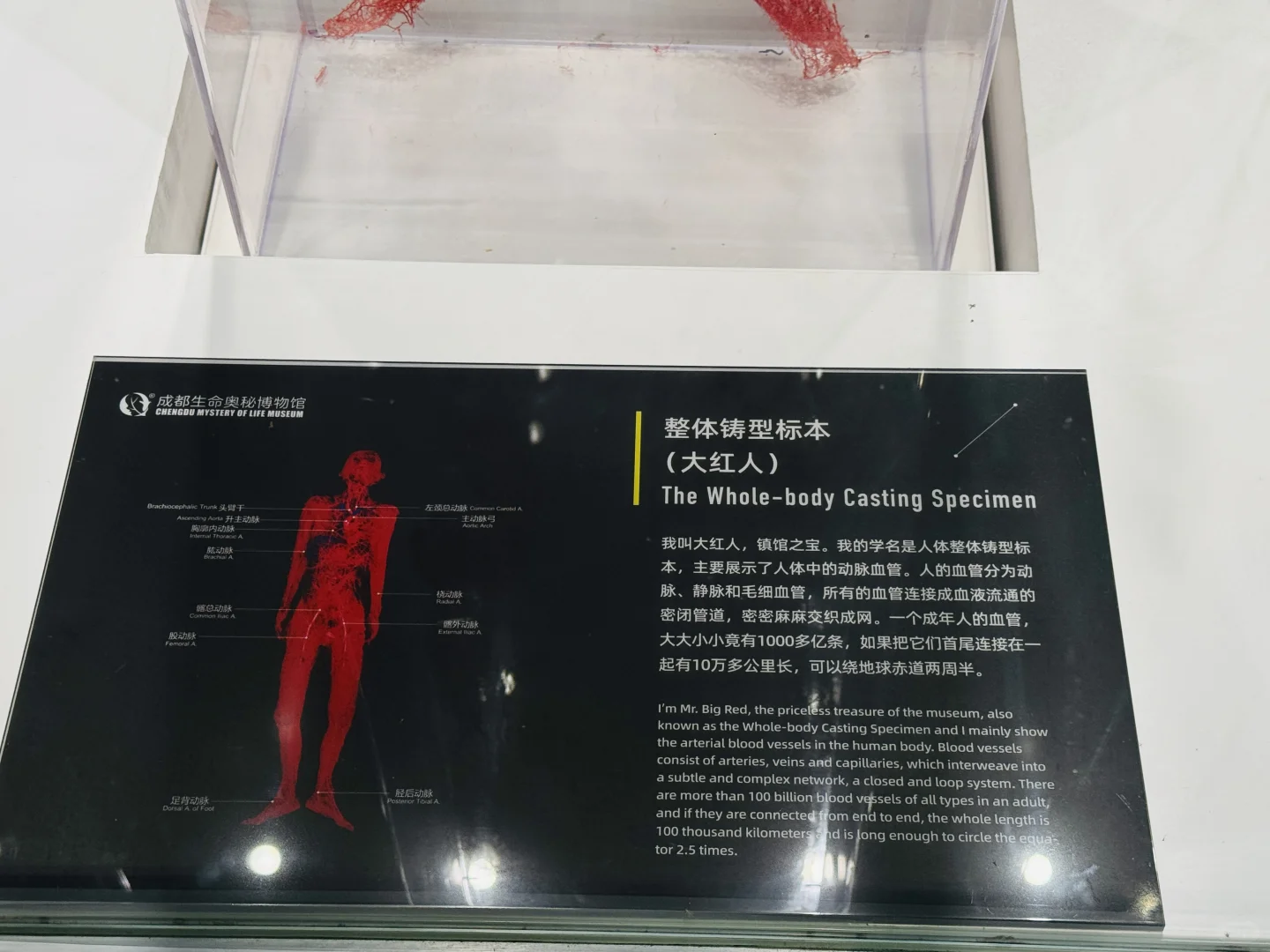 神奇的人体结构 | 你了解过你的身体吗