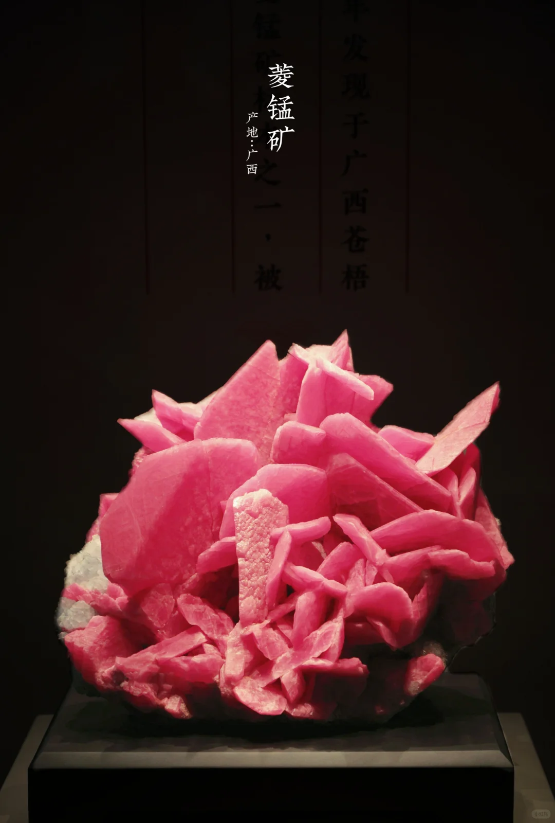 “我不是萝卜”