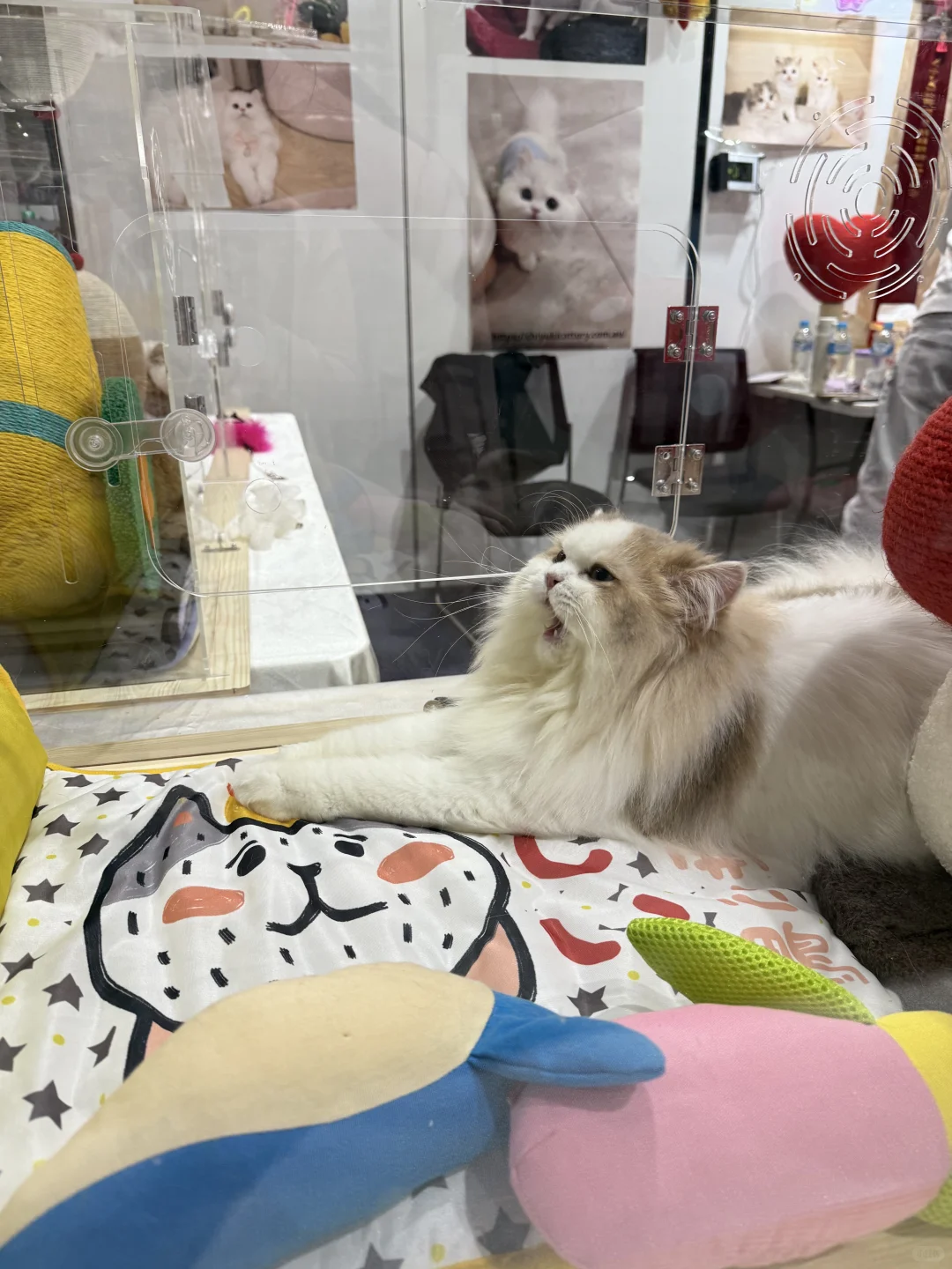 悉尼宠物展1️⃣小时省流速通?版！要看‼️