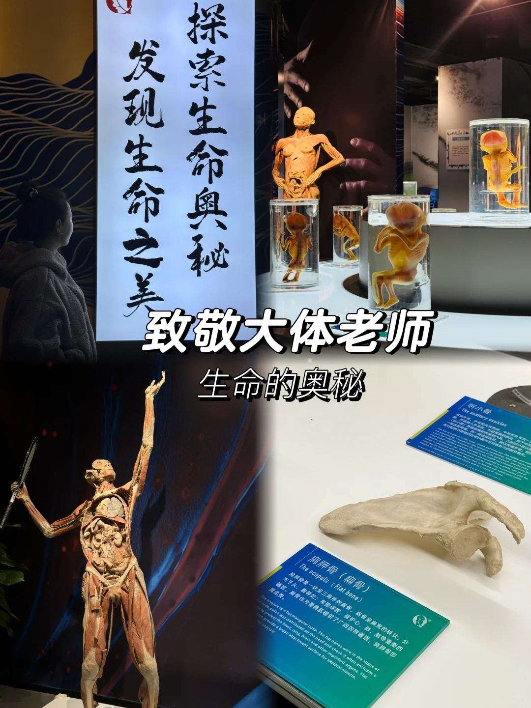 神奇的人体结构 | 你了解过你的身体吗