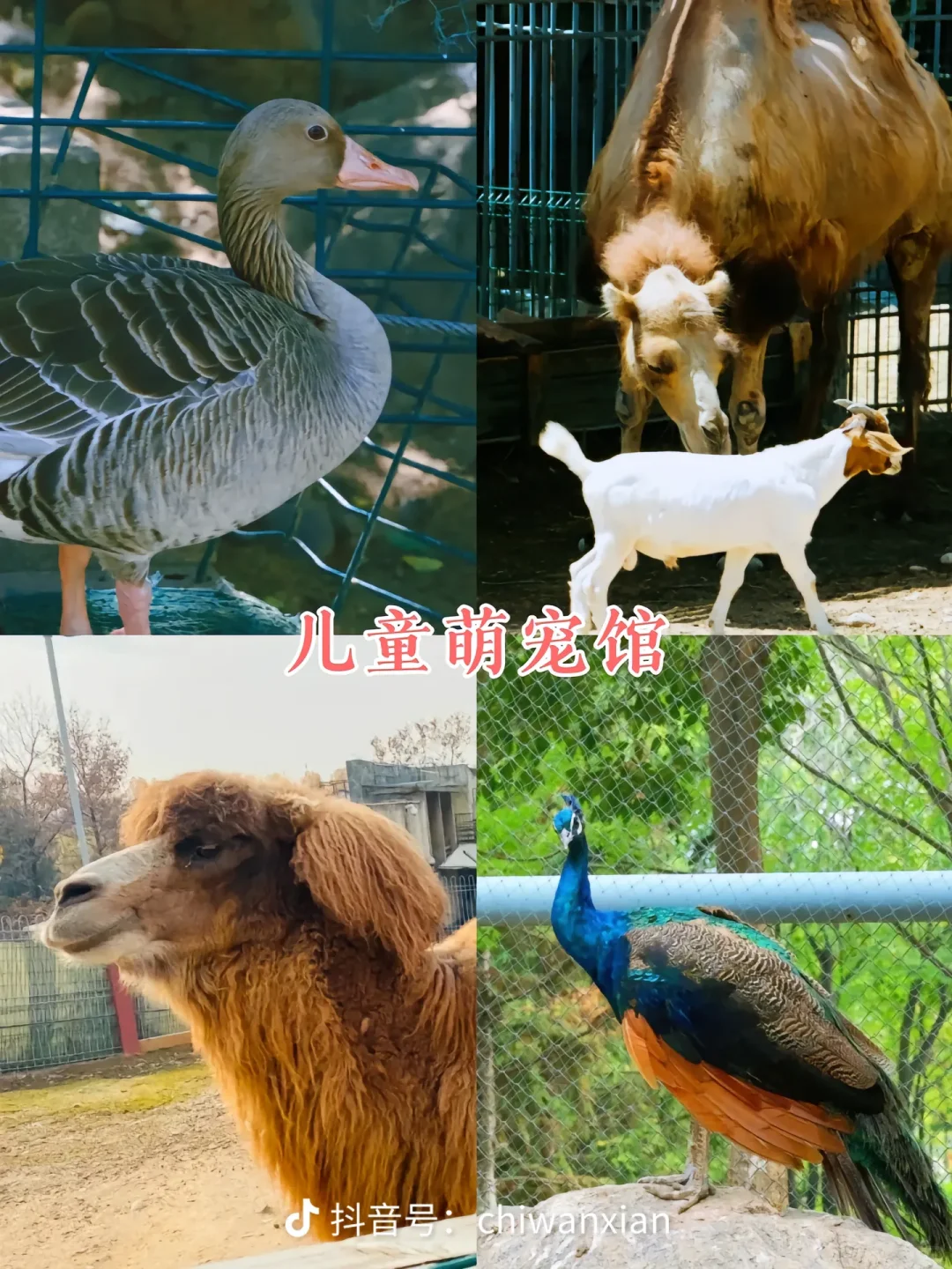 西安亲子趣玩【赏秋】西安世博园