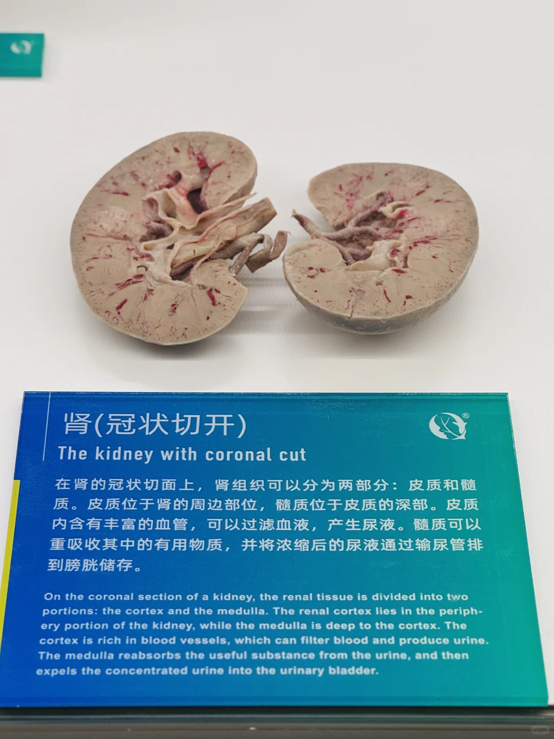 神奇的人体结构 | 你了解过你的身体吗