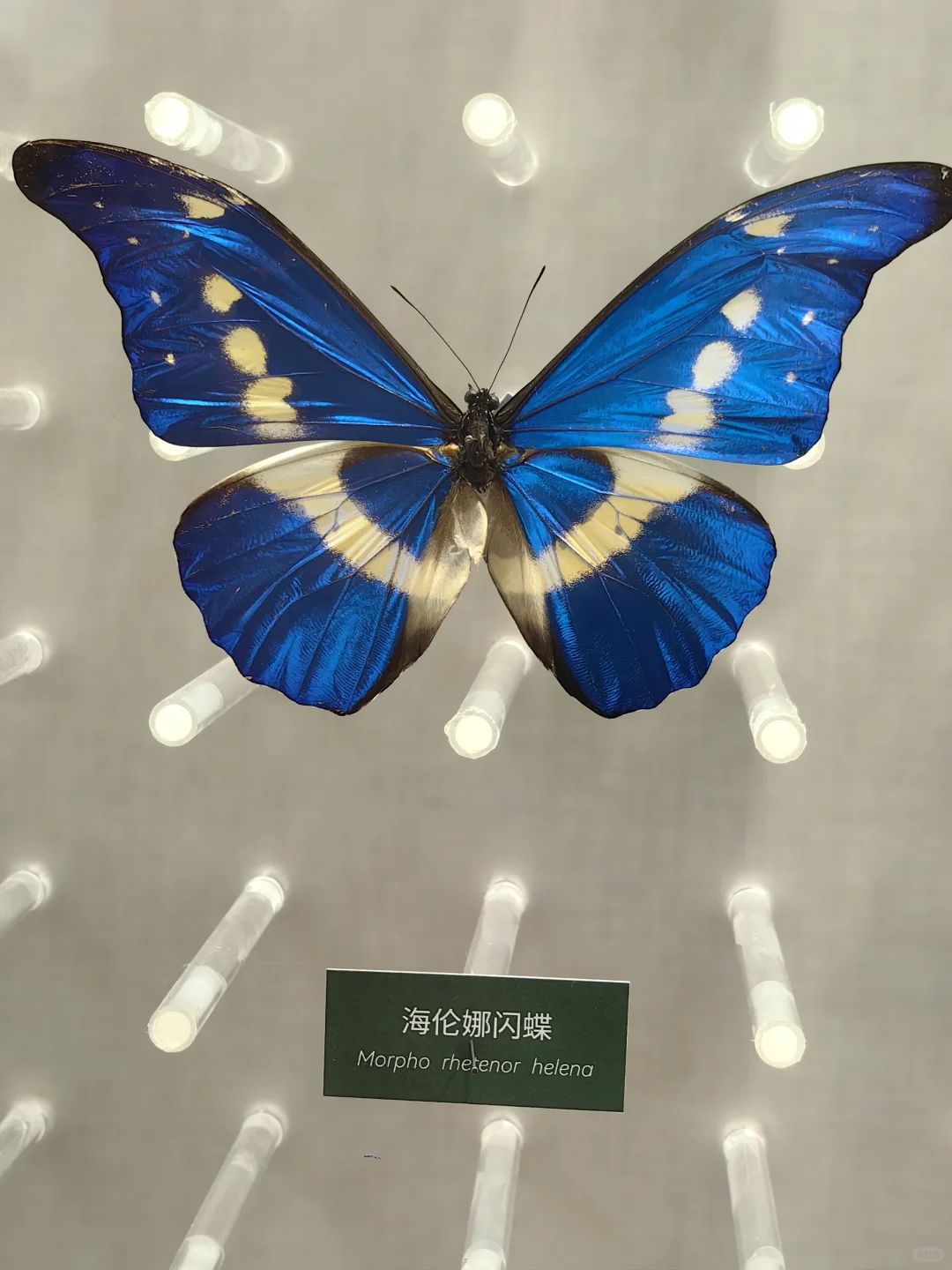 来国家自然博物馆,去看蝴蝶?