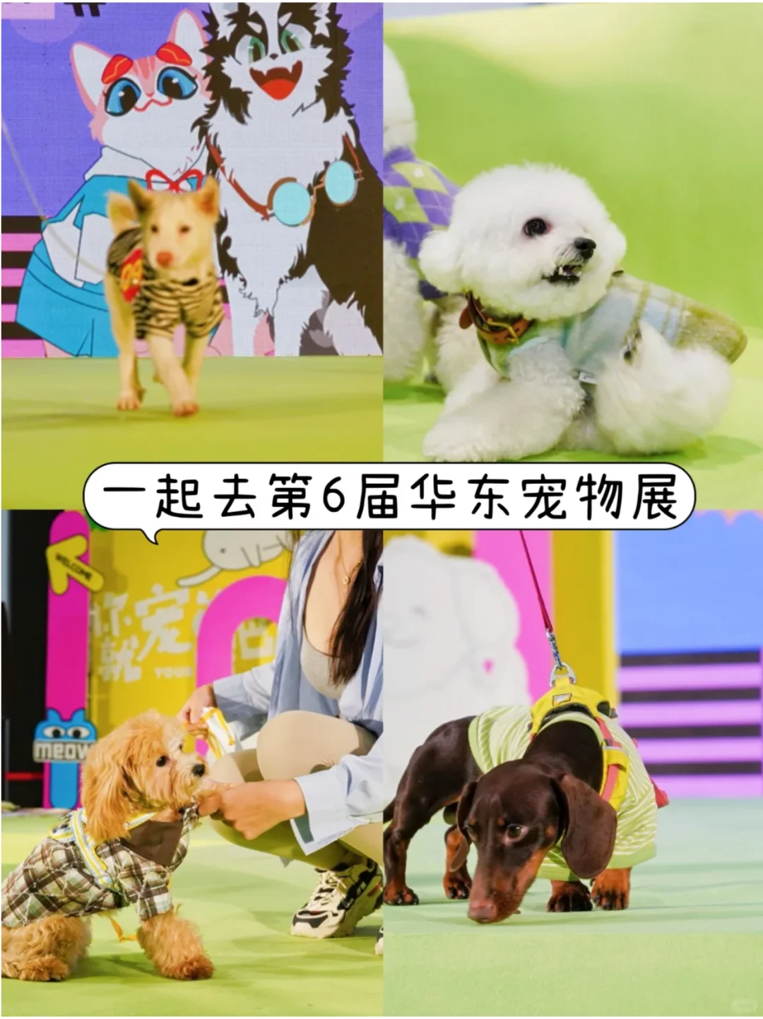 华东国际宠物展来啦?毛孩子家长冲@上海