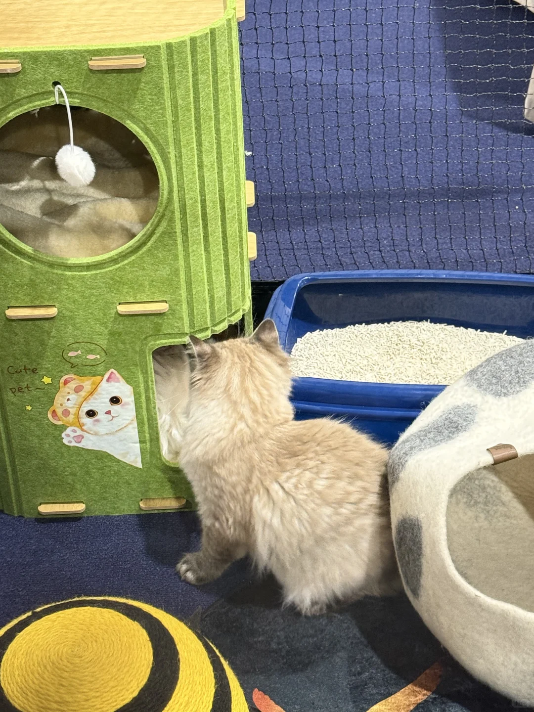 悉尼宠物展1️⃣小时省流速通?版！要看‼️