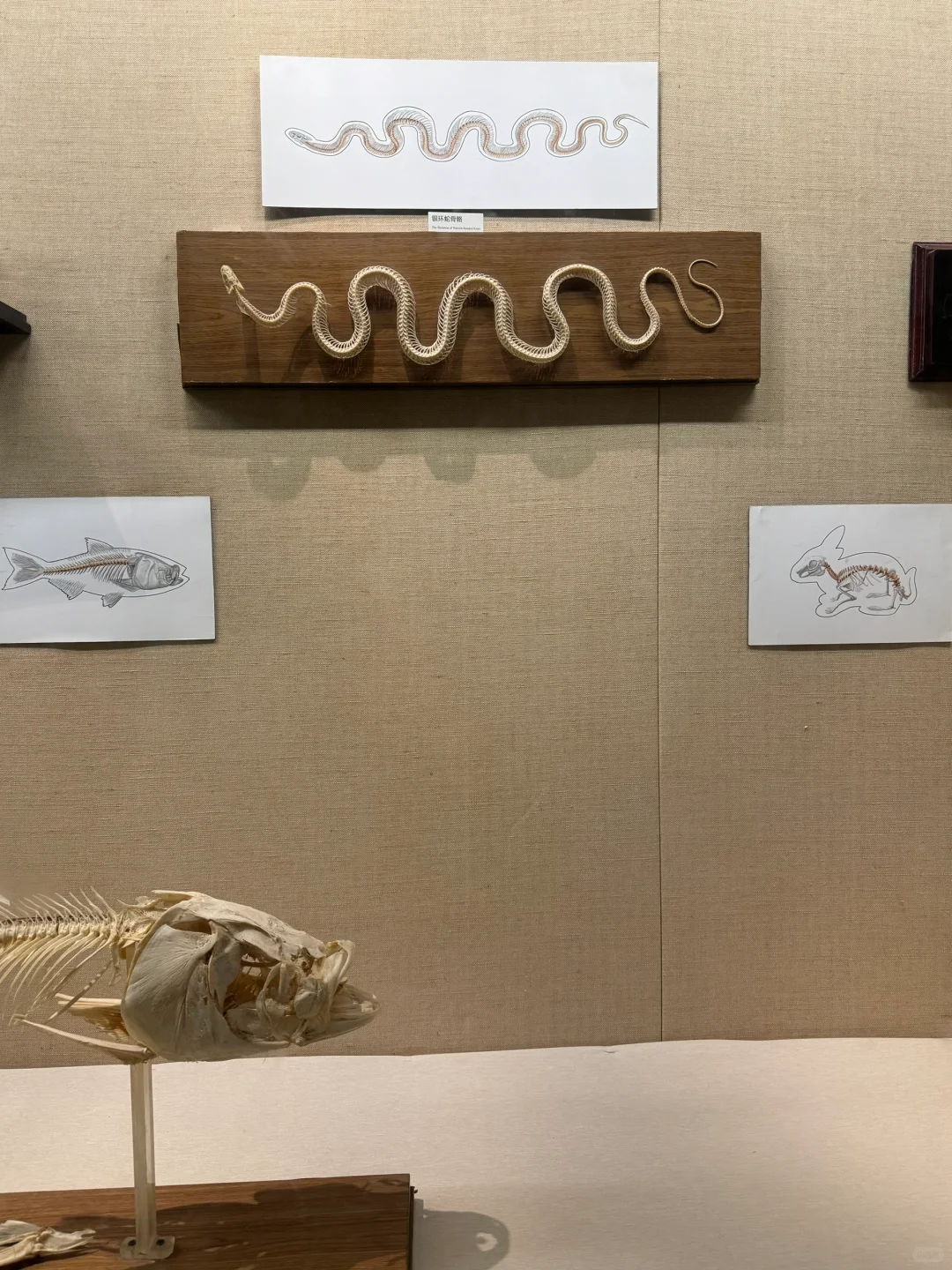 广东省博物馆逛展攻略✨必看展品&逛展路线