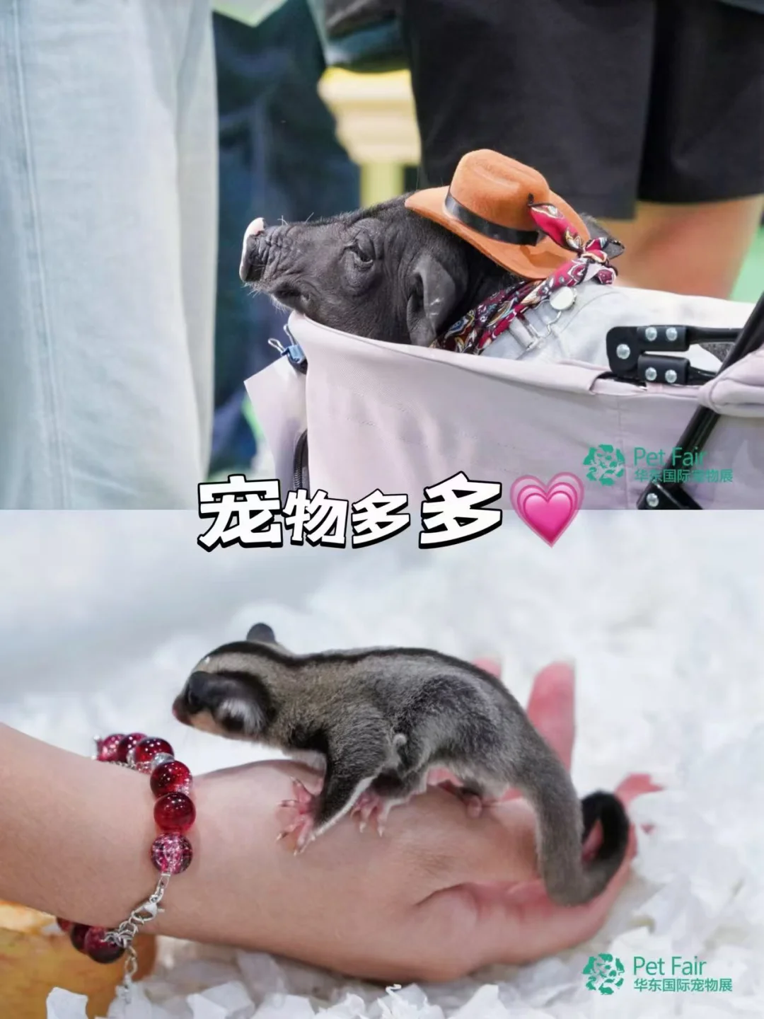 养猫人必冲！华东宠物展攻略
