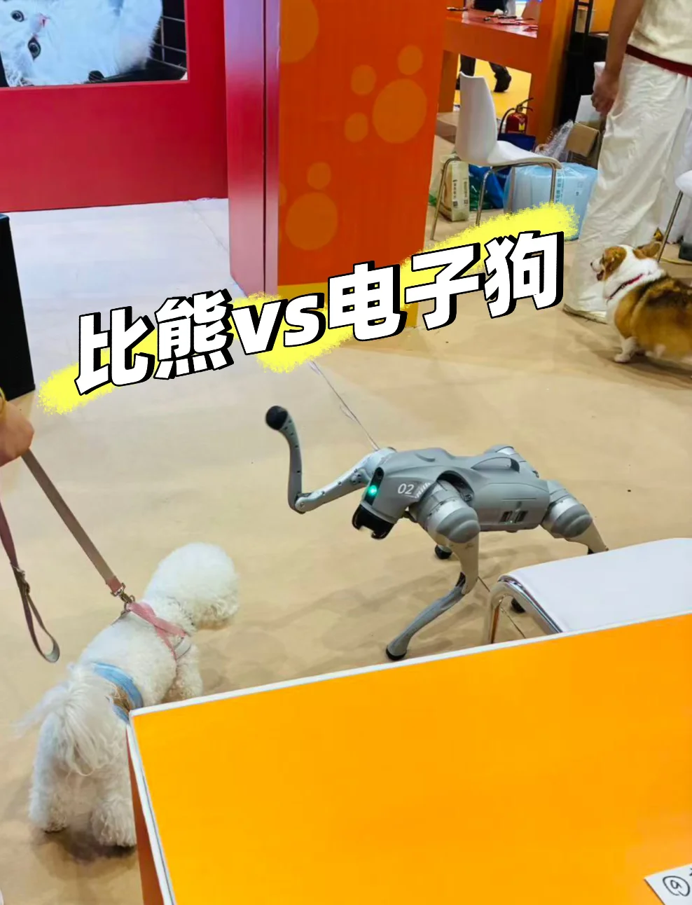 十年前逛漫展，十年后逛宠物展