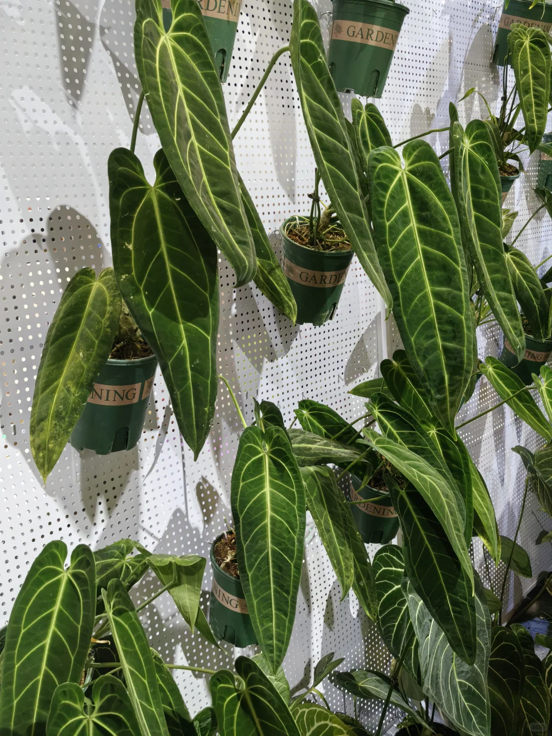 热植展去到就是赚到!年轻人的鸡蛋太多啦