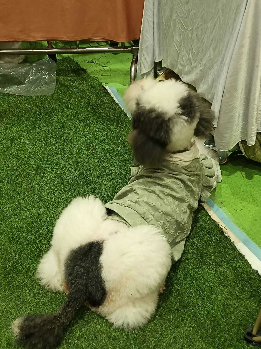 @励展华博礼品展#深圳特殊宠物用品展