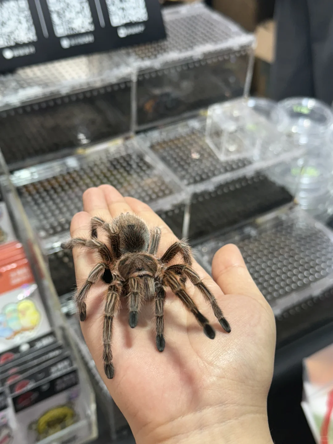第十四届深圳国际宠物展薅羊毛指南