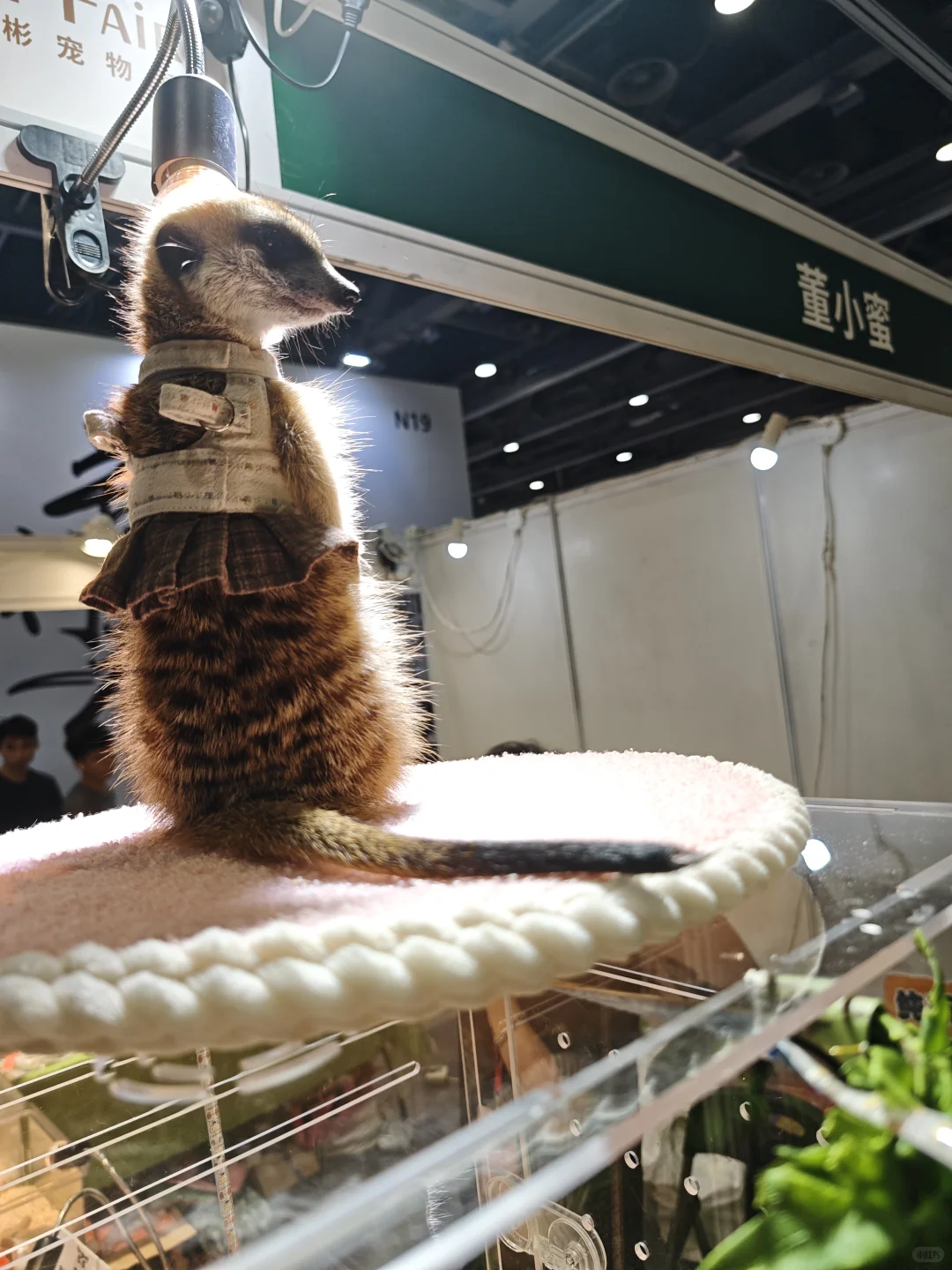 来宠物展玩,随便思考一下宠物陪伴经济