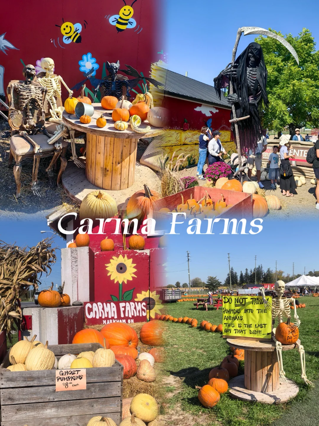 万圣节?主题小动物农场Carma Farms