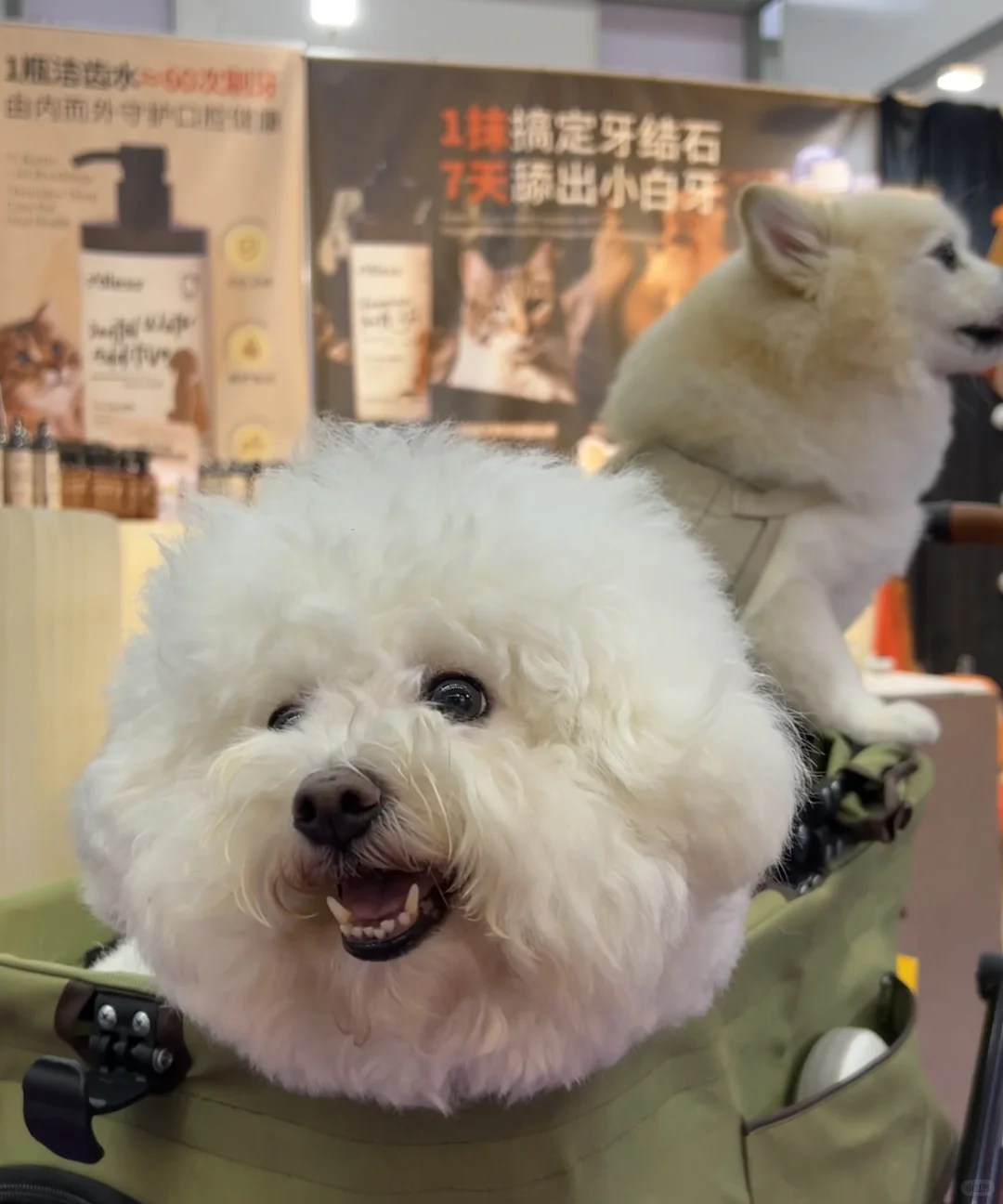 ?杭州华东宠物展门票掉落