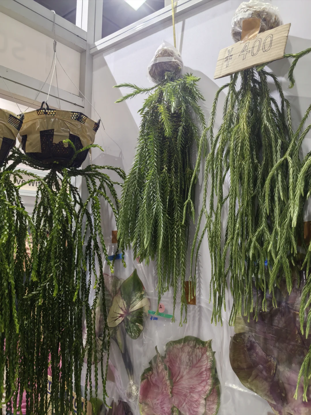 热植展去到就是赚到!年轻人的鸡蛋太多啦