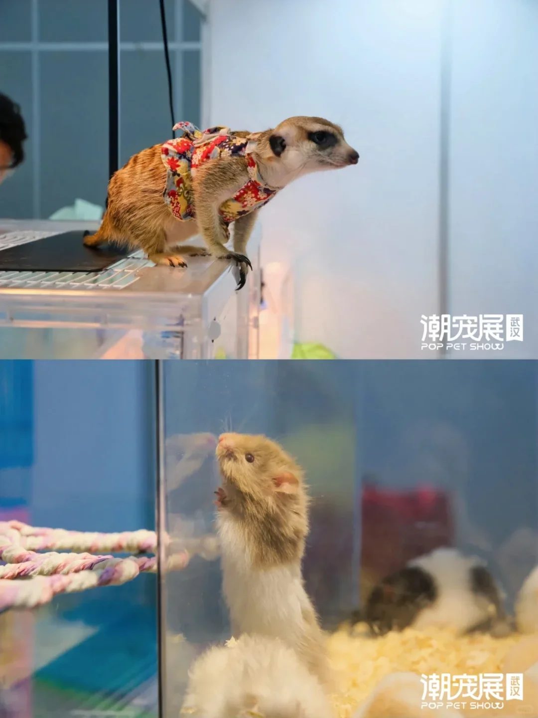 宠物市集摊主招募｜最后3个名额！