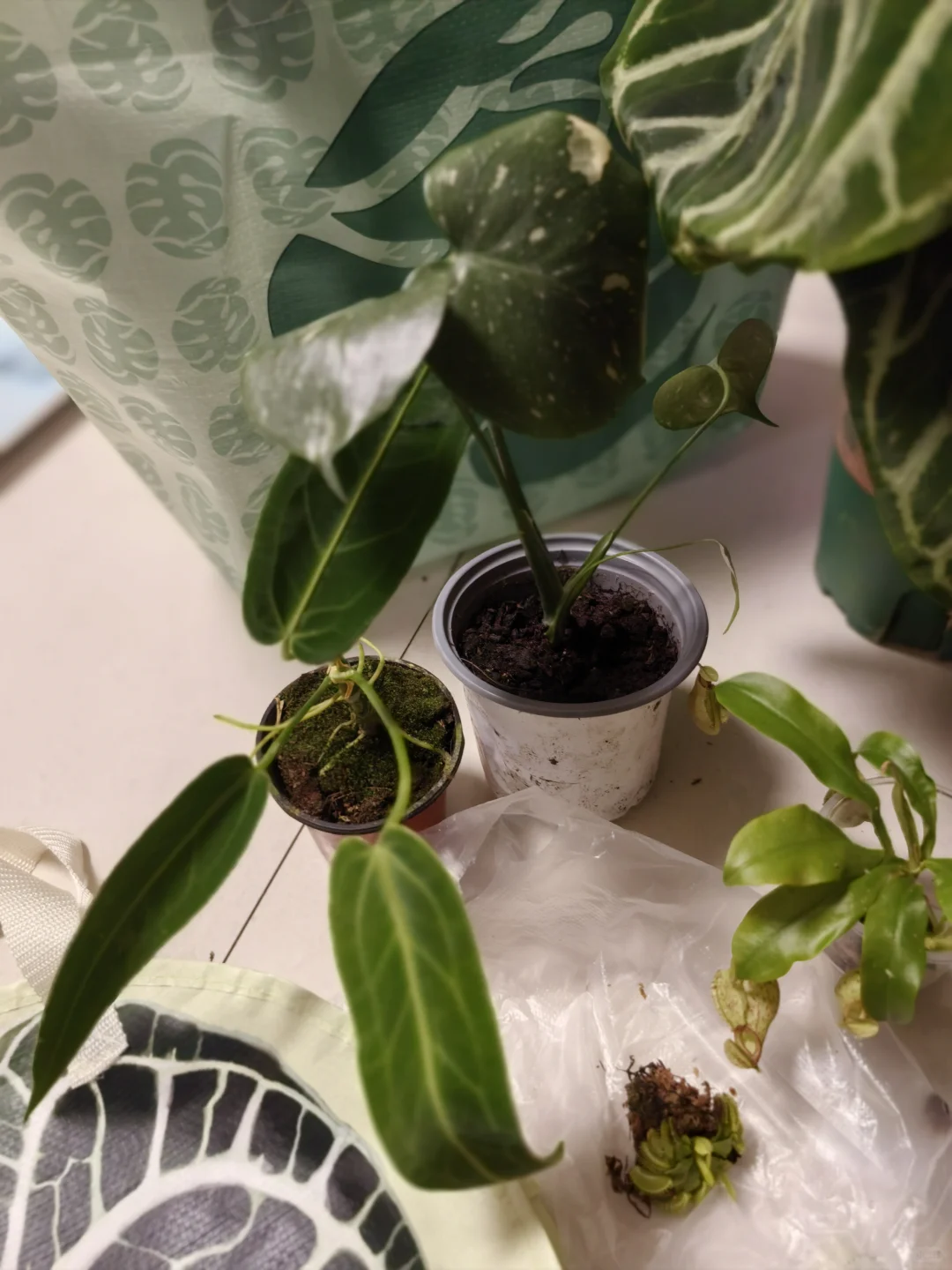 热植展去到就是赚到!年轻人的鸡蛋太多啦