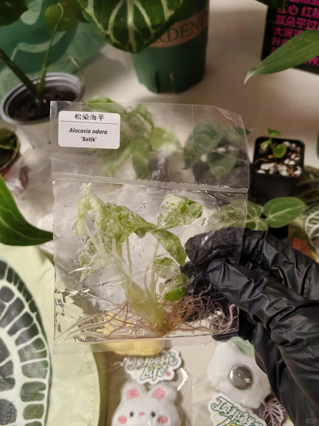 热植展去到就是赚到!年轻人的鸡蛋太多啦