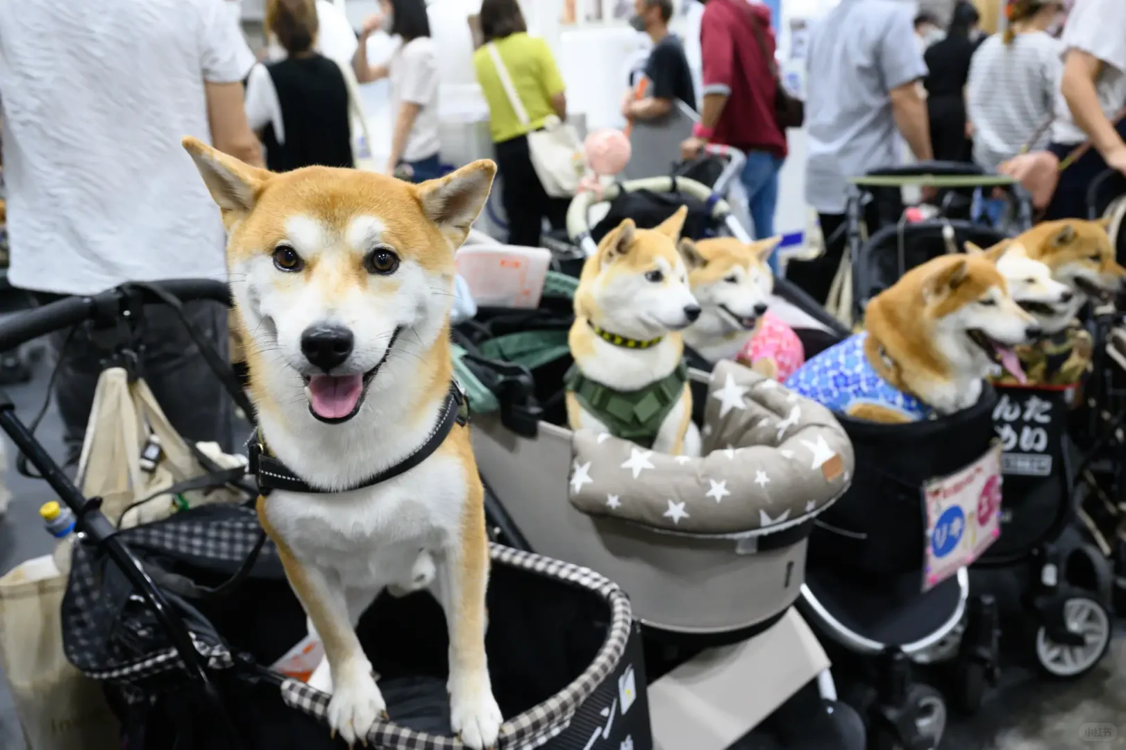 宠物同伴入场OK!大阪大规模宠物市集登场