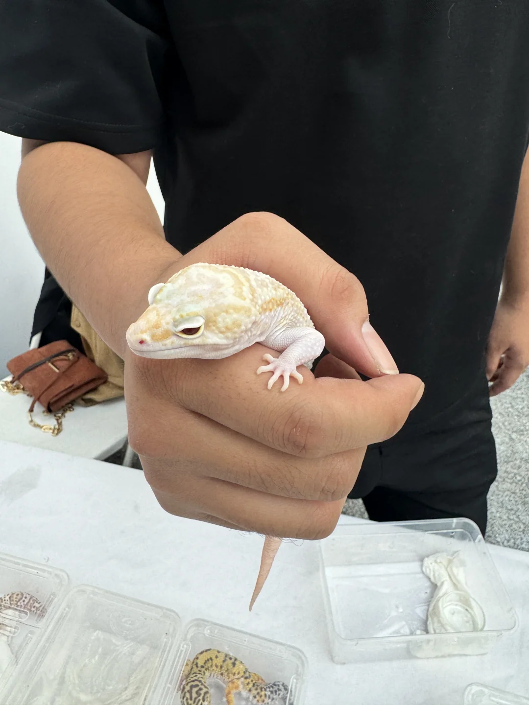 天津宠物展又要来袭‼️