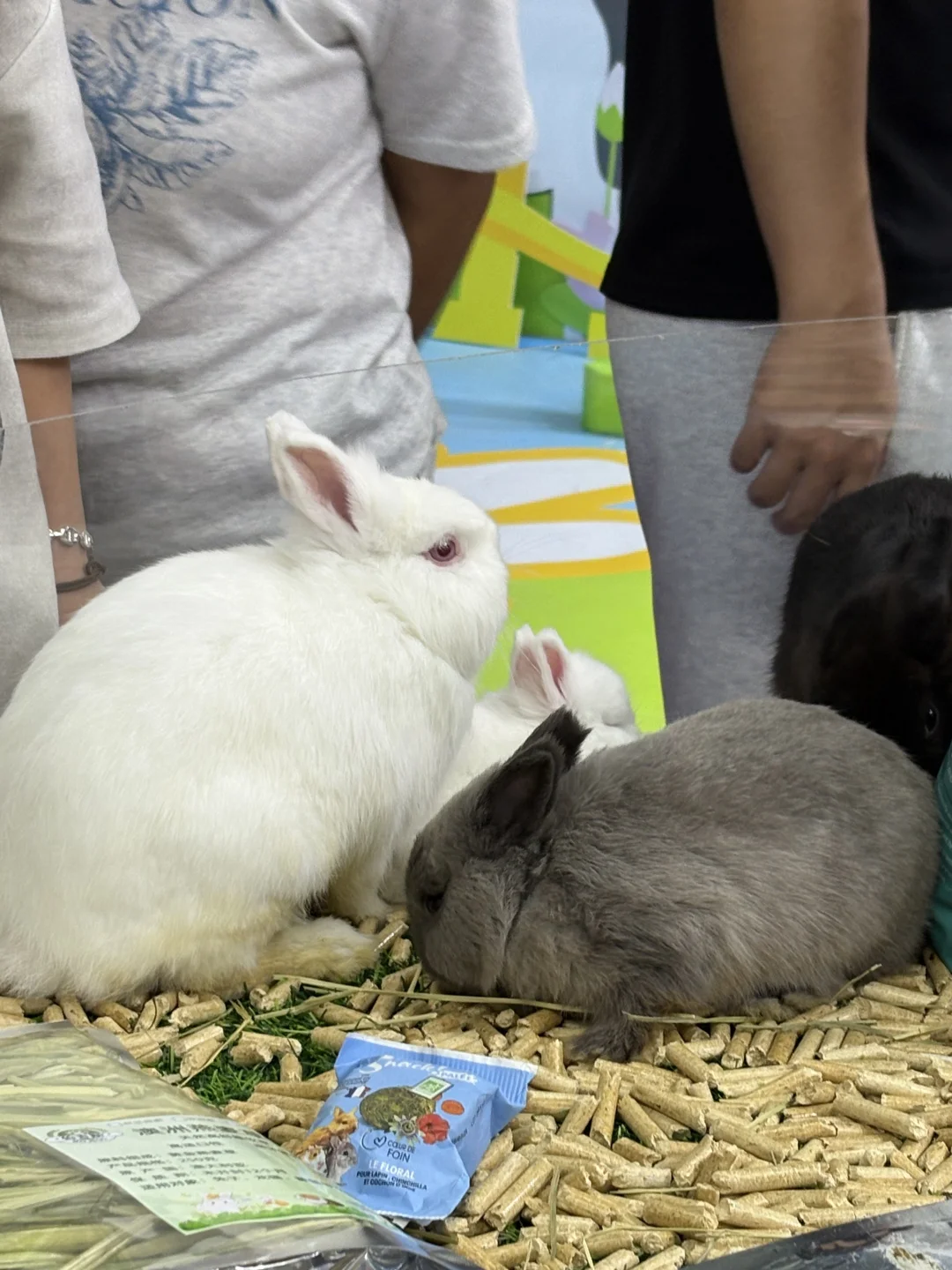 10.17-10.18宠物展兼职