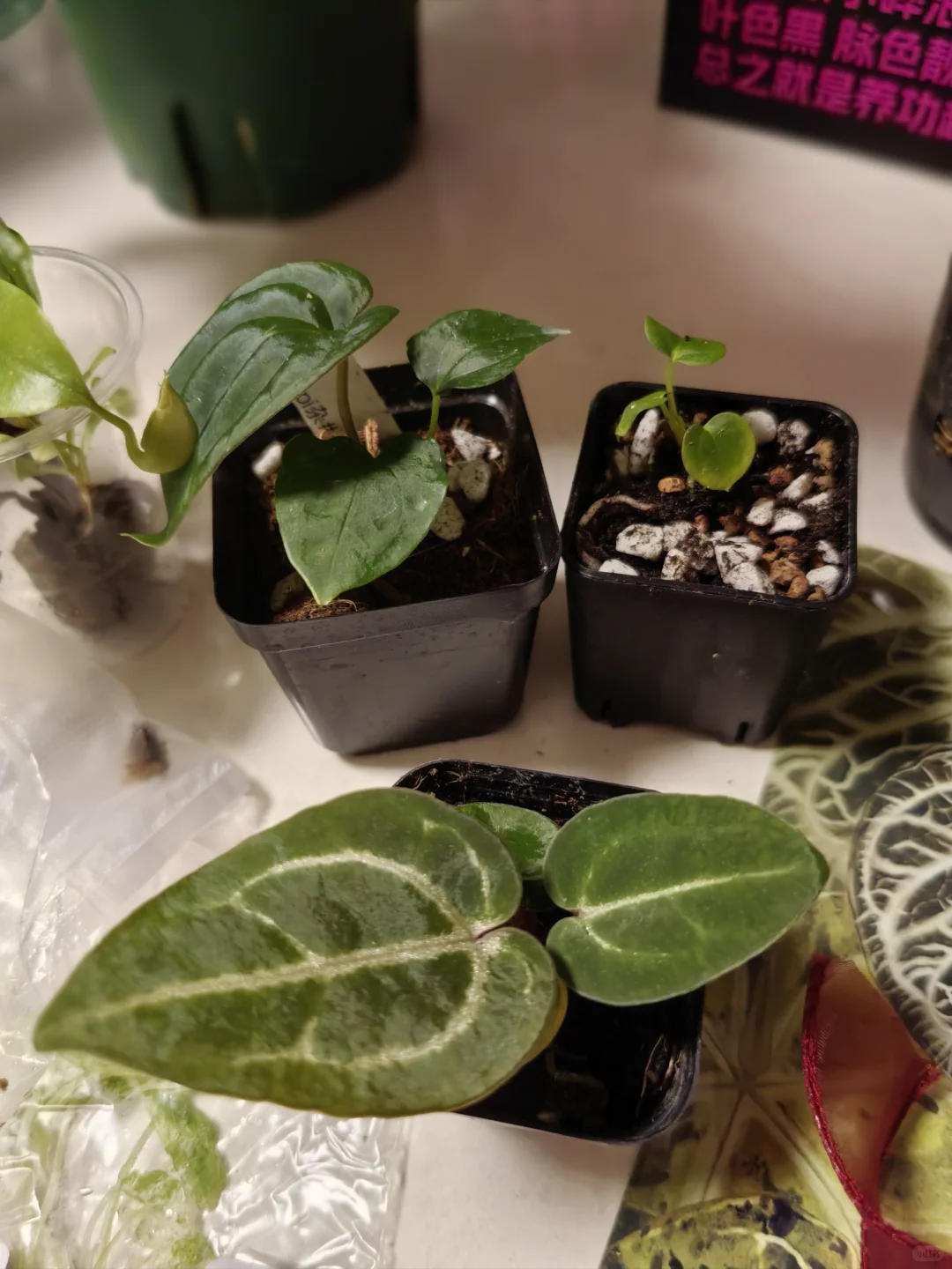 热植展去到就是赚到!年轻人的鸡蛋太多啦
