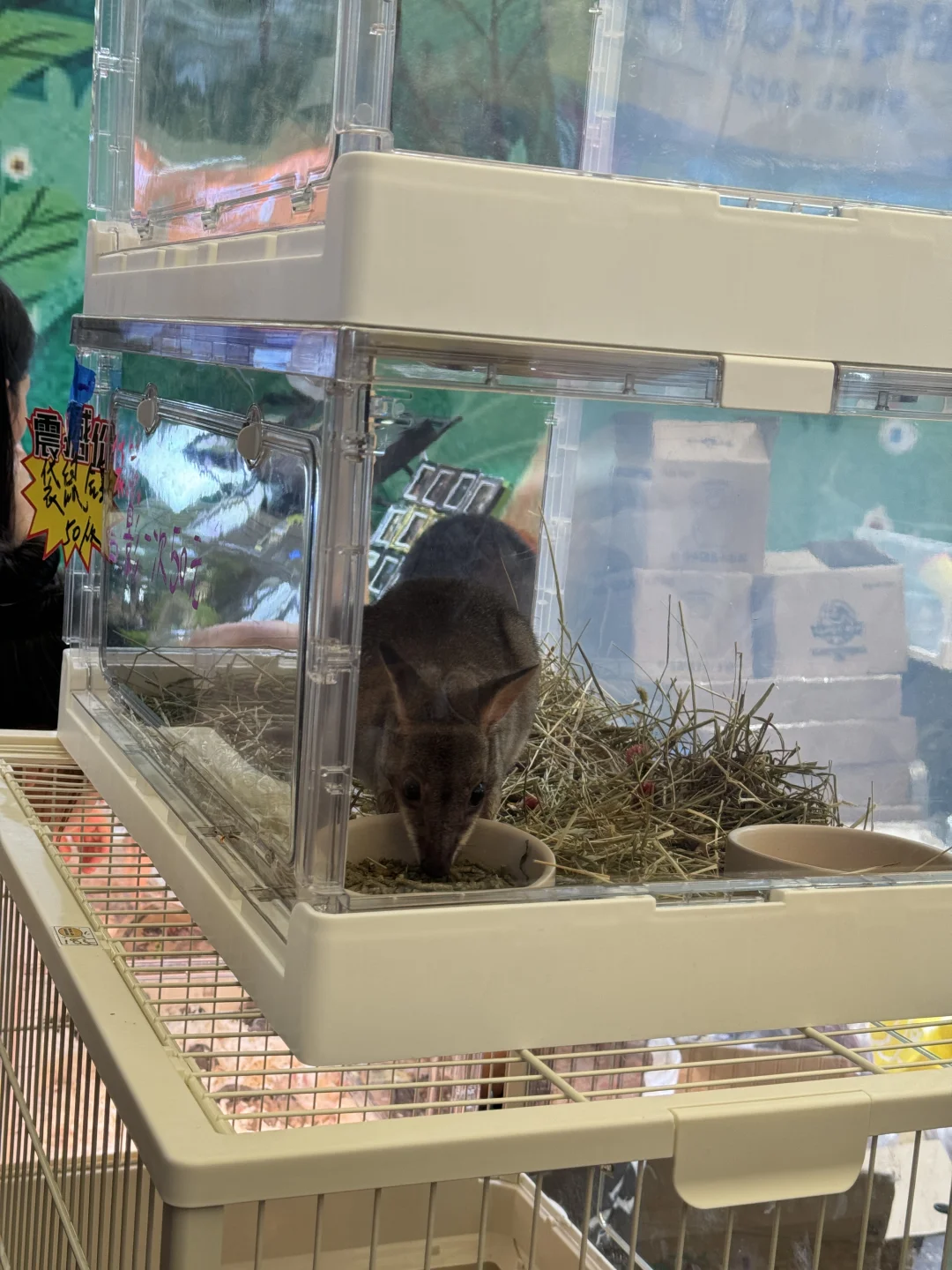 亚宠展实况|4h的各种走