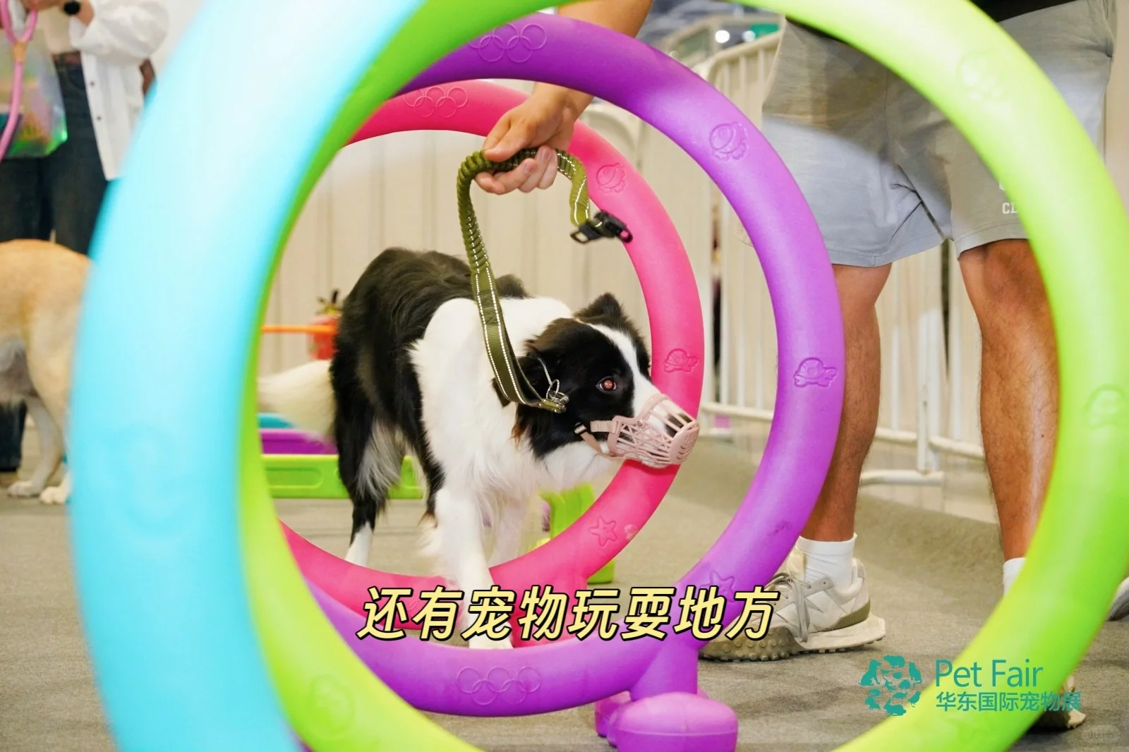 浙江人又幸福啦！华东宠物展开幕啦