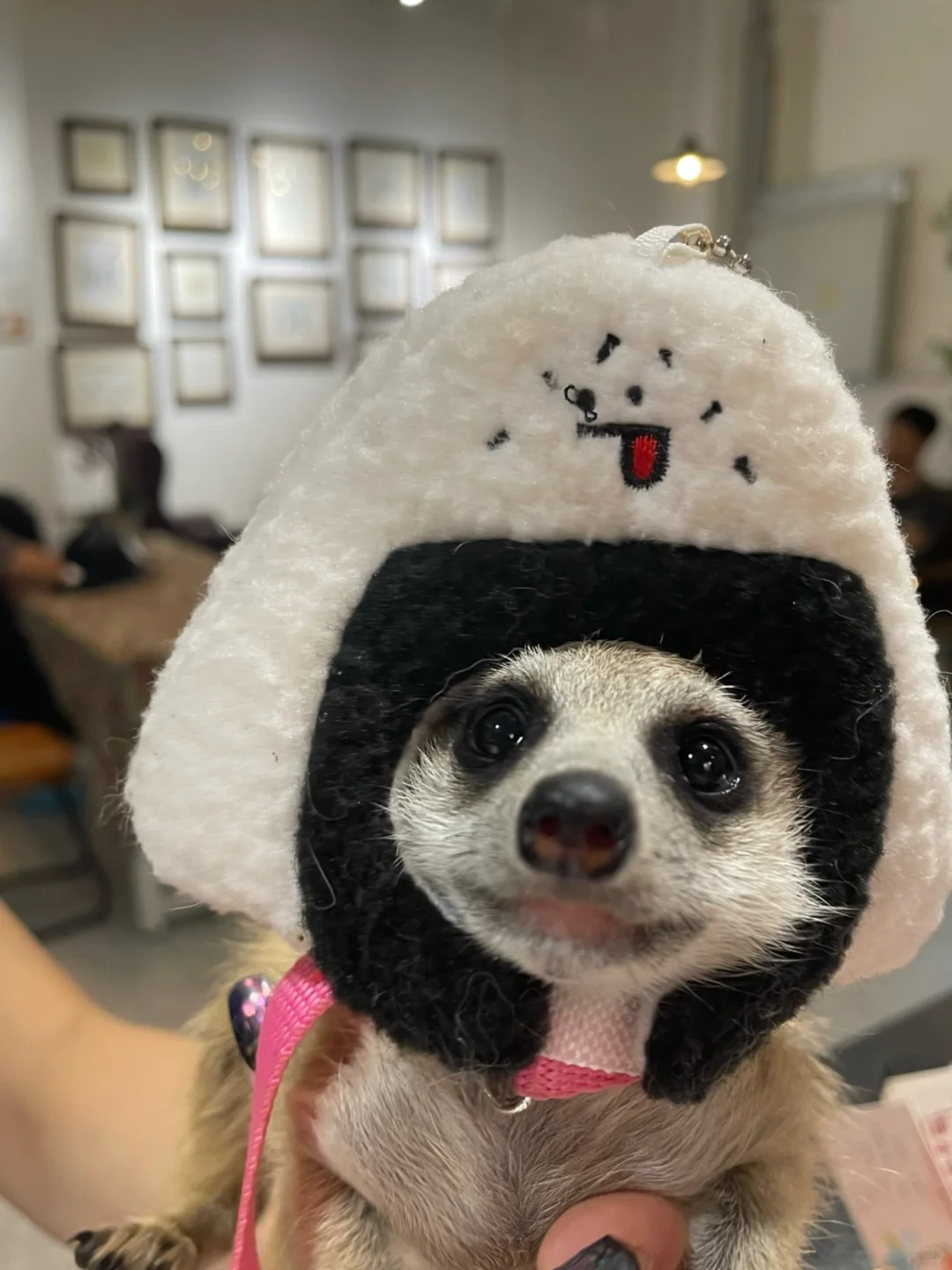 深圳礼品家居展，来和卡皮巴拉见一面吧