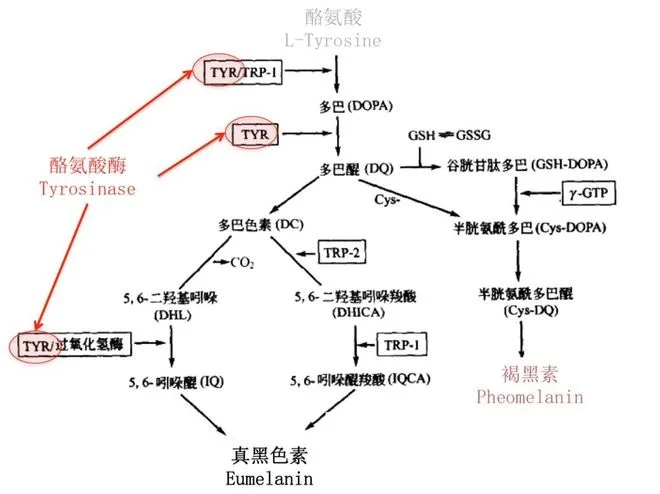 进博会最亮眼的精华——紫秒麦色净