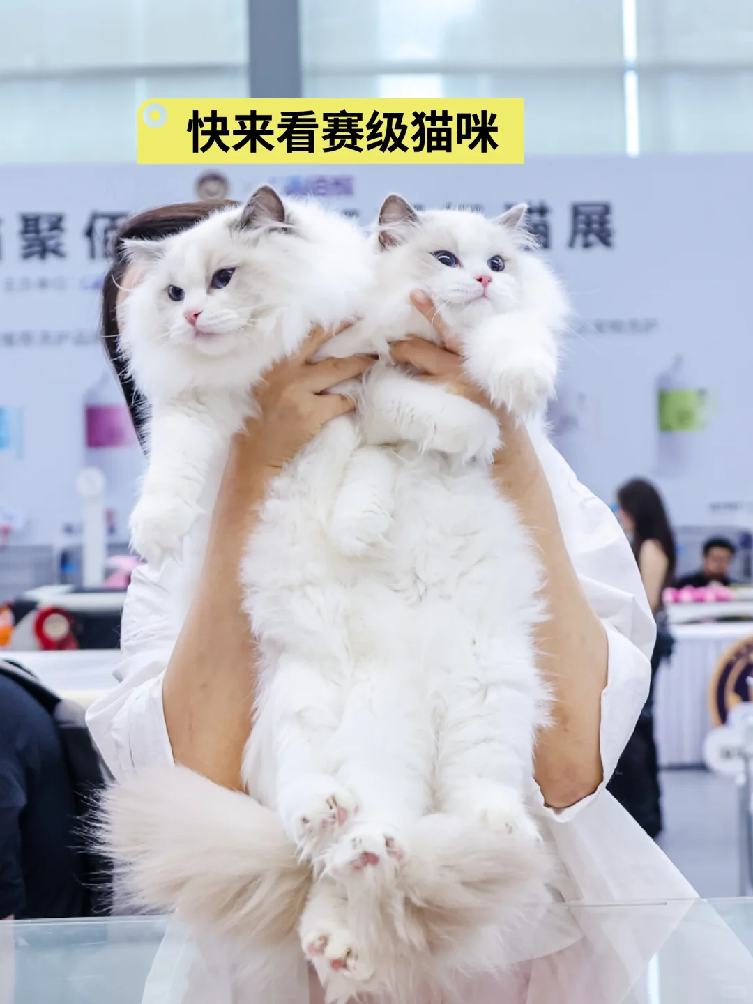 2025深宠展10.17开幕!错过等一年!