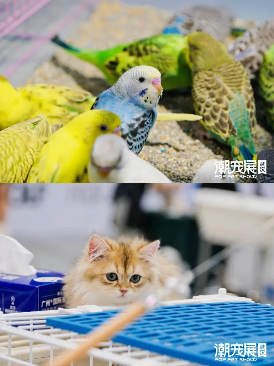 宠物市集摊主招募｜最后3个名额！