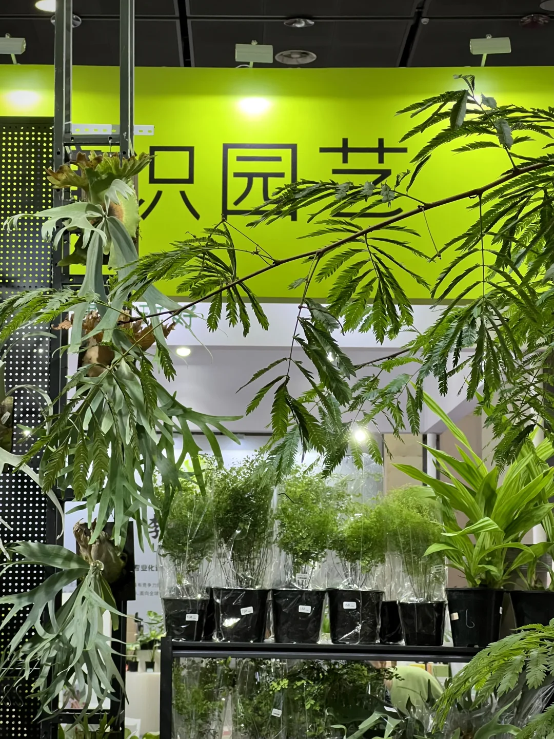无锡免费入场的中花大会，只开三天！！