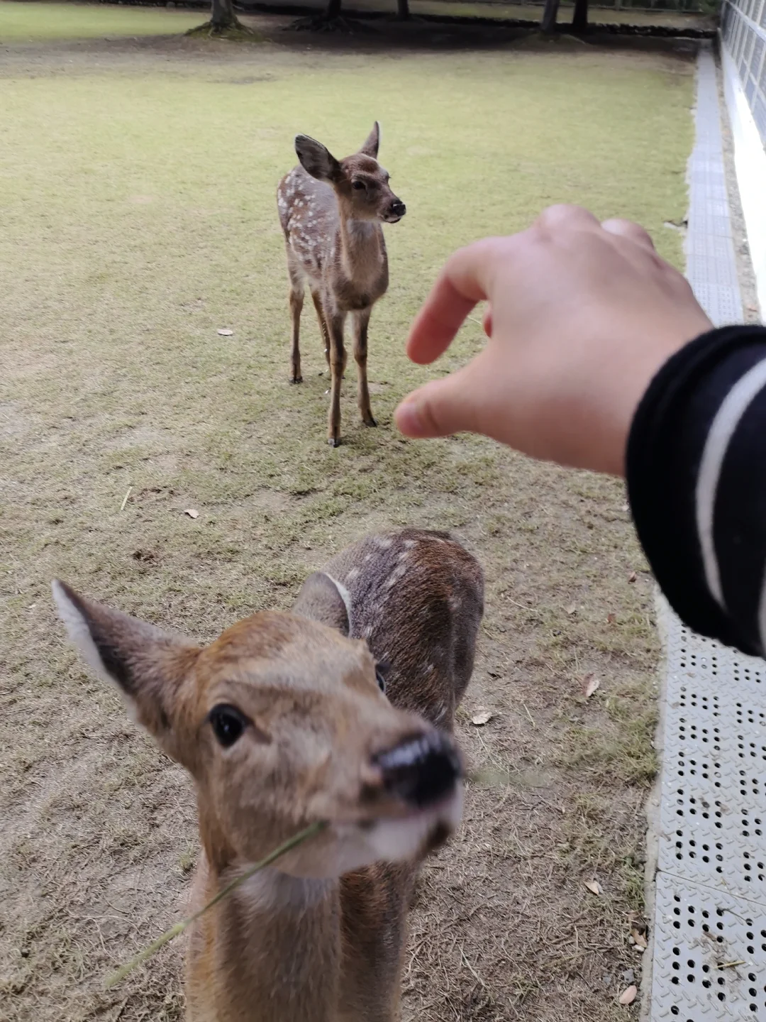 谁懂啊！温江藏在森林里的宝藏游乐园?