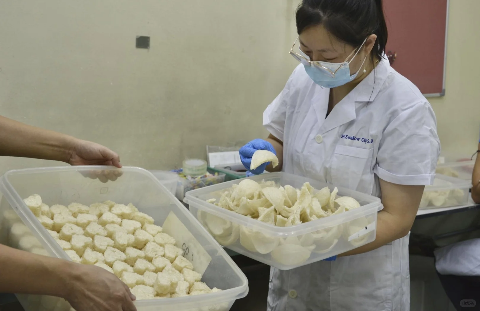 燕窝工厂的日常