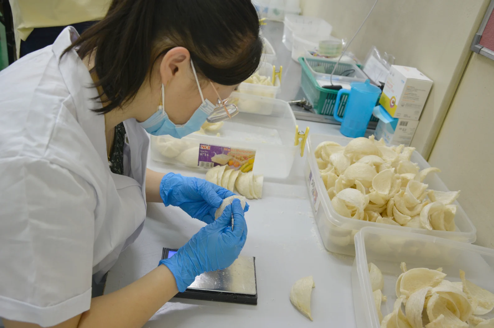 燕窝工厂的日常