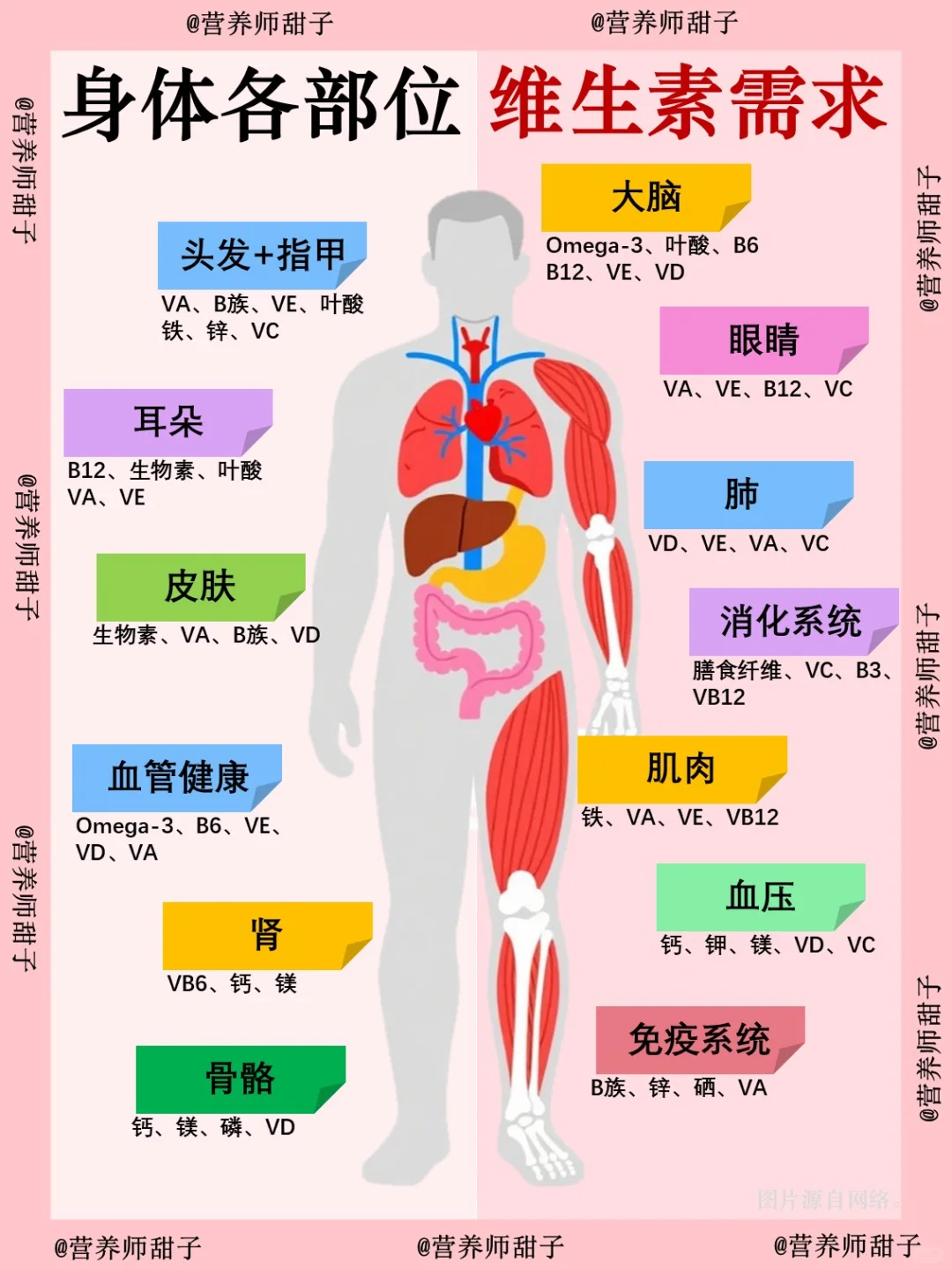 身体缺营养？看这篇就够！维生素 & 矿物质