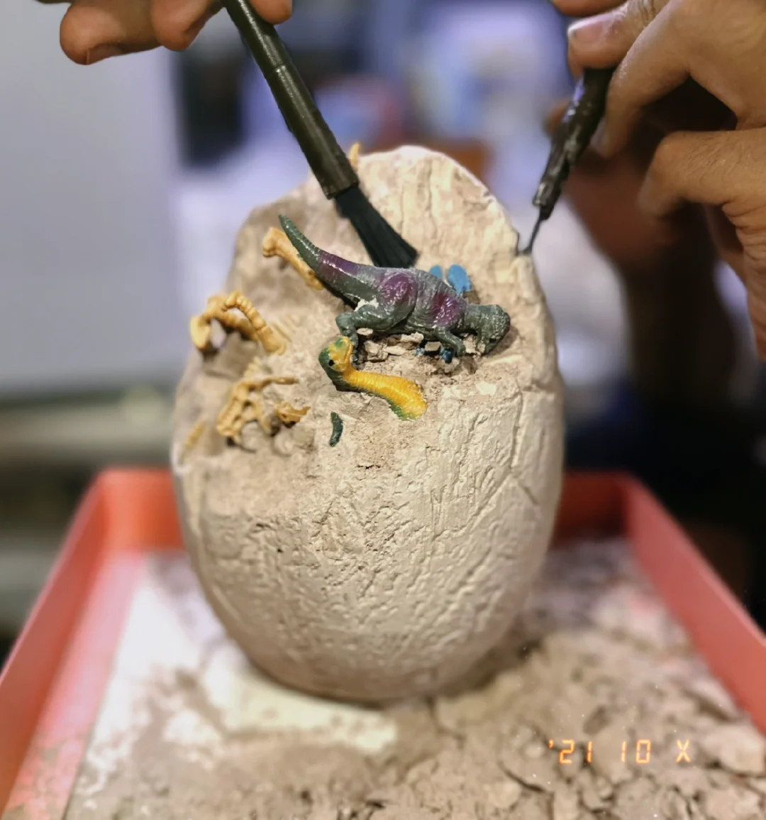 考古 恐龙蛋?化石