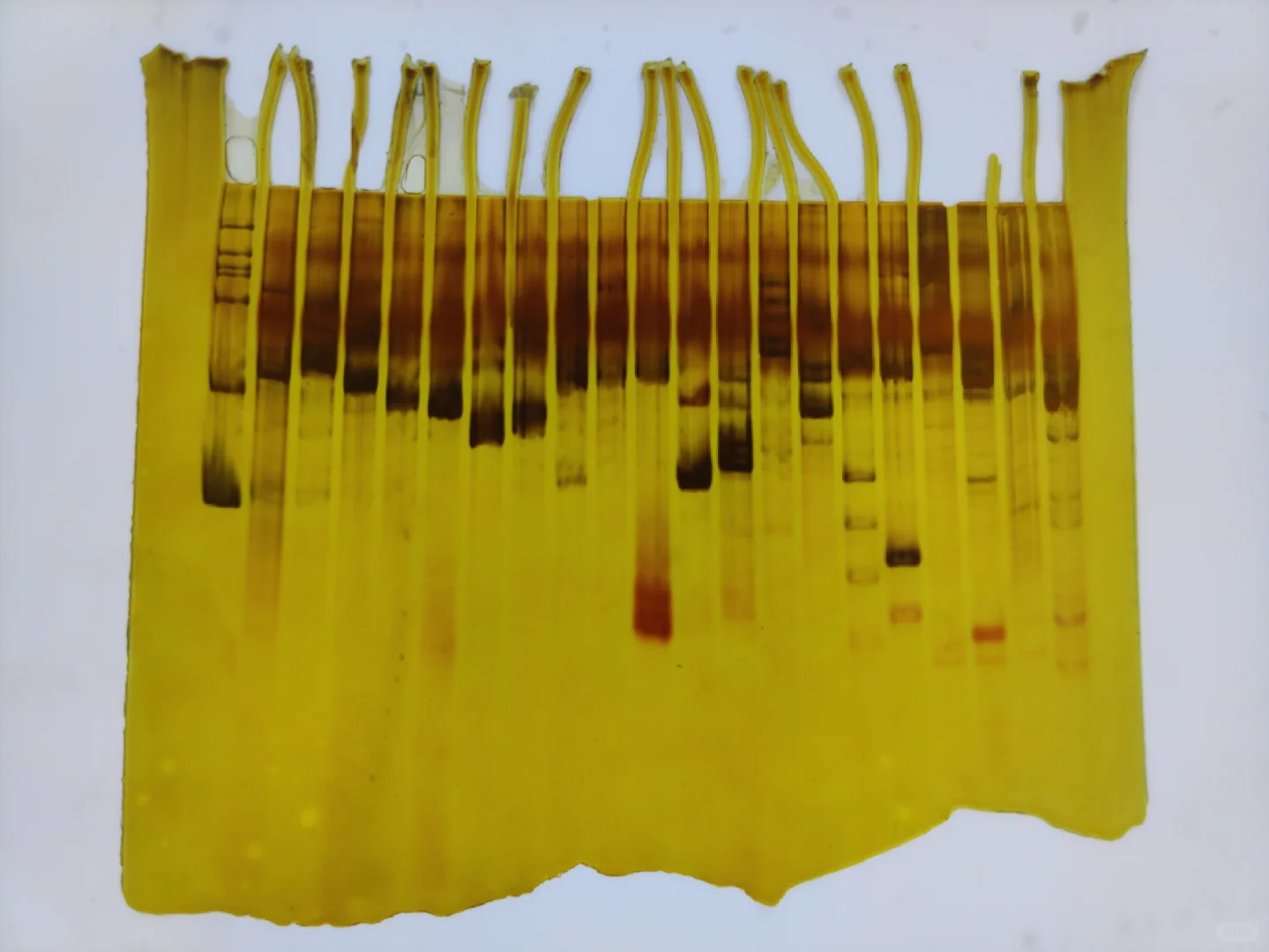 有大佬知道这张电泳图为什么会这样？