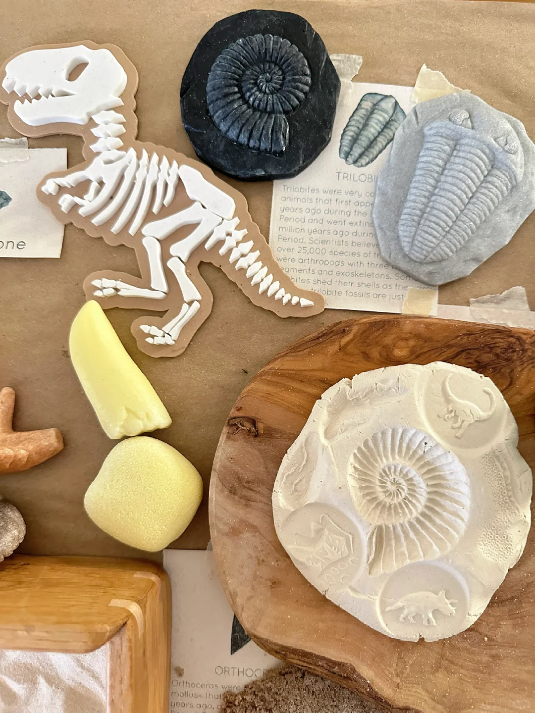 ??????| 在家挖化石之考古感官盒2