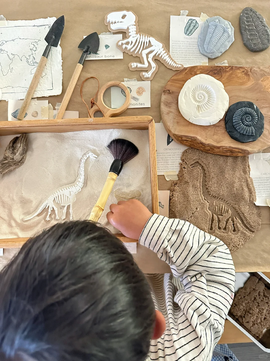 ??????| 在家挖化石之考古感官盒2