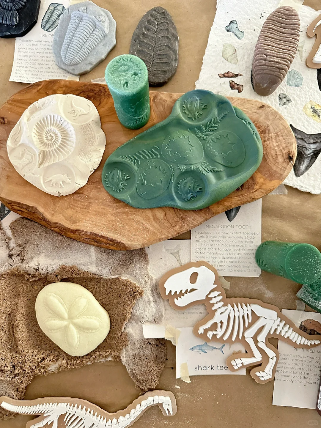 ??????| 在家挖化石之考古感官盒2