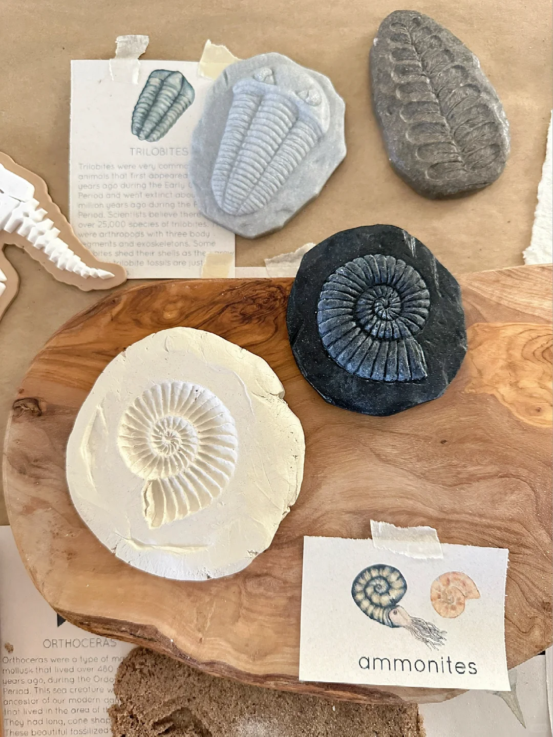 ??????| 在家挖化石之考古感官盒2