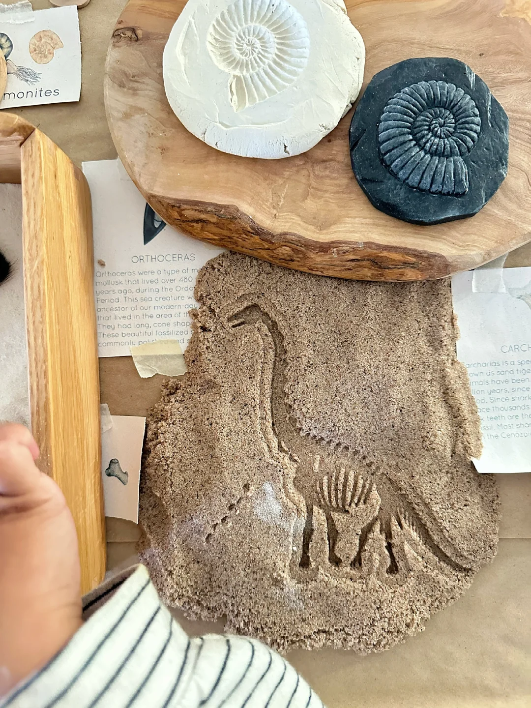 ??????| 在家挖化石之考古感官盒2