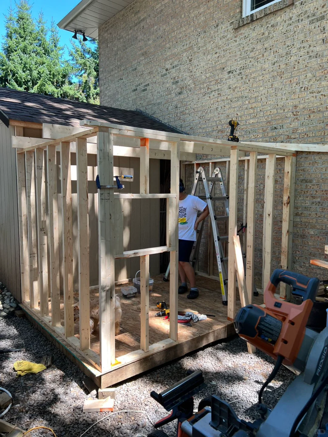 $1的实木8尺木头，太划算了