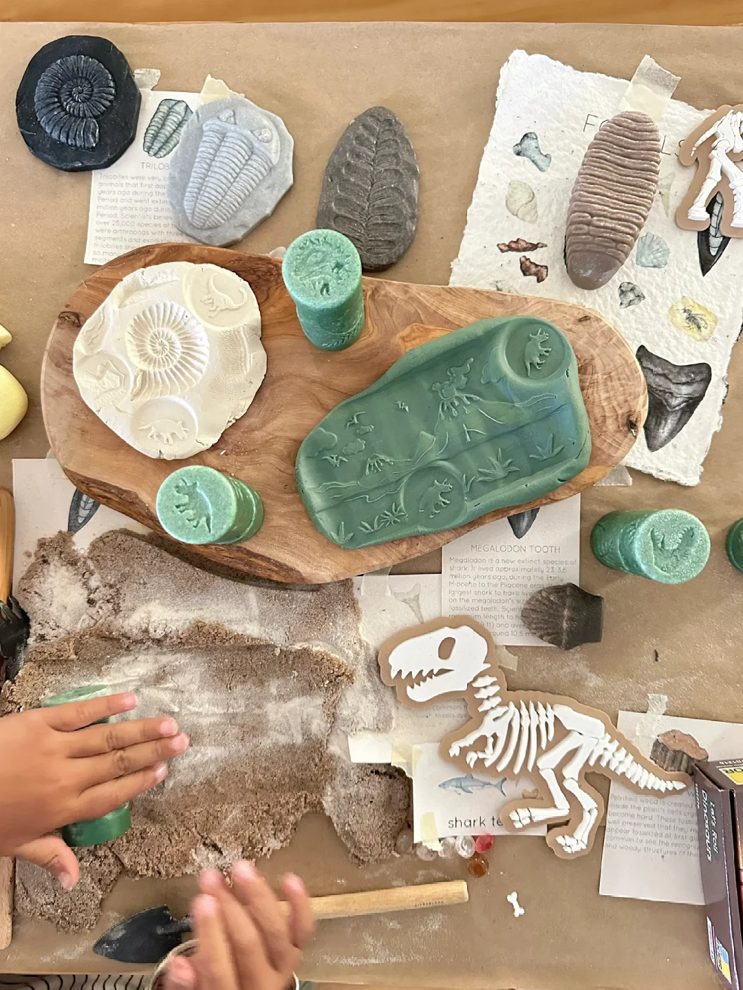 ??????| 在家挖化石之考古感官盒2